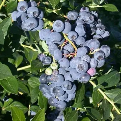 Голубика БОНУС в Симферополе