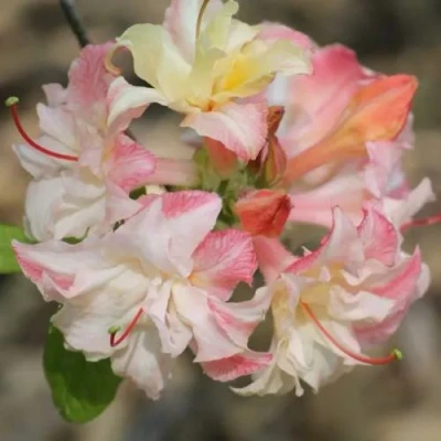 Азалия КЭННОНС ДАБЛ листопадная в Симферополе