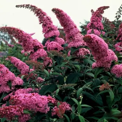 Буддлея давида ПИНК ДЕЛАЙТ в Симферополе