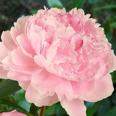 Пион САРА БЕРНАРД травянистый в Симферополе