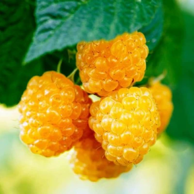 Малина МЕДОВАЯ в Симферополе