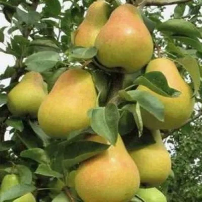 Груша ЛЮБИМИЦА ЯКОВЛЕВА в Симферополе