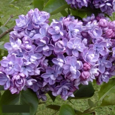 Сирень АМИ ШОТТ в Симферополе