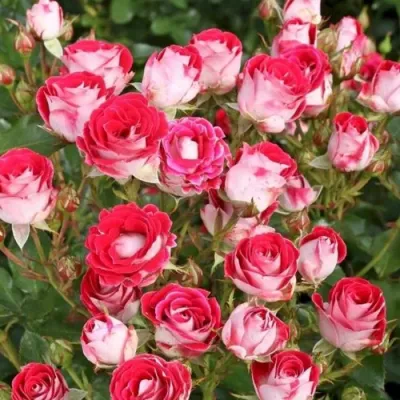 Роза ШОНЕ КОБЛЕНЦЕРИН флорибунда в Симферополе