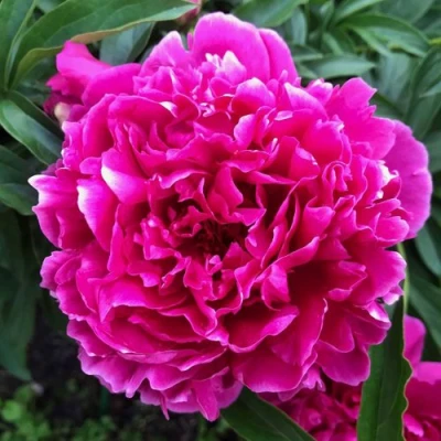 Пион КАРЛ РОЗЕНФЕЛЬД травянистый в Симферополе