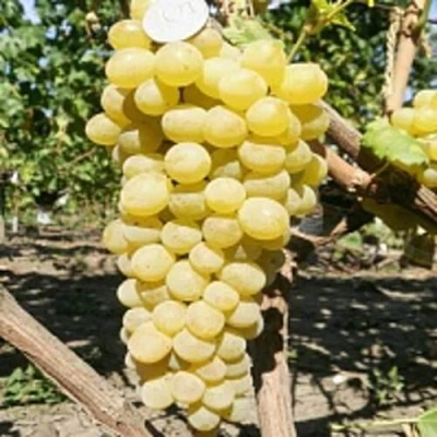 Виноград КИШМИШ ЗОЛОТЦЕ в Симферополе