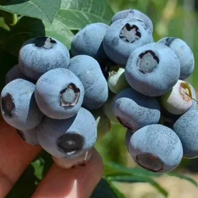 Голубика СИЕРРА в Симферополе