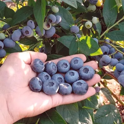 Голубика БОНУС в Симферополе