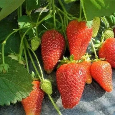 саженцы клубники Роксана