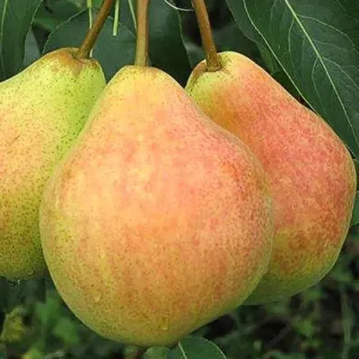 Груша ЛЮБИМИЦА ЯКОВЛЕВА в Симферополе