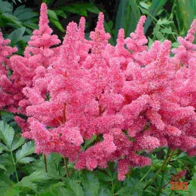 Астильба БОНН японская в Симферополе