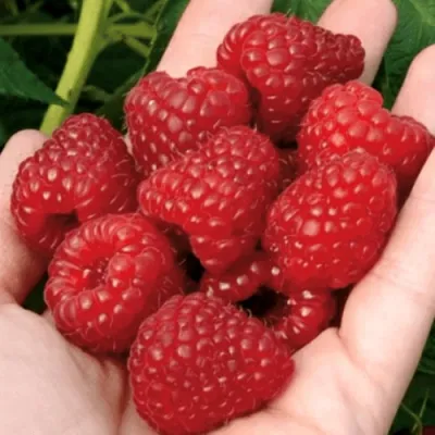 Малина РУБИФОЛ в Симферополе