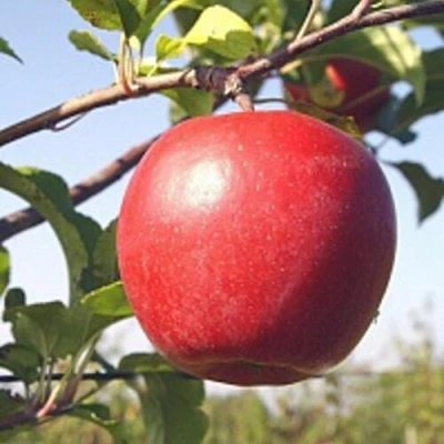 Яблоня ЛИГОЛ в Симферополе