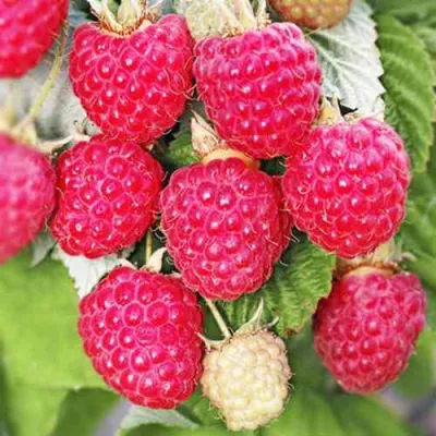 Малина ОКТАВИЯ в Симферополе