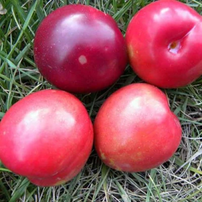 Плумкот БИРИКОККОЛО НОСТРАНО в Симферополе