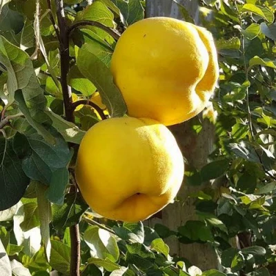 Айва МАРИЯ в Симферополе