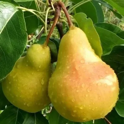 Груша ЛАДА в Симферополе