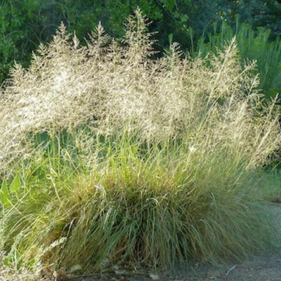 Каплесеменник воздушный в Симферополе