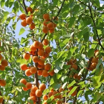 Абрикос ОРЛОВЧАНИН в Симферополе