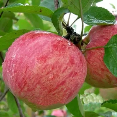 Яблоня ШТРИФЕЛЬ в Симферополе