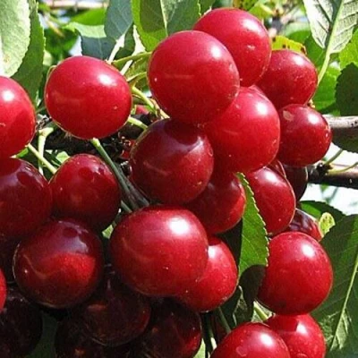 Вишня ГЛУБОКСКАЯ в Симферополе