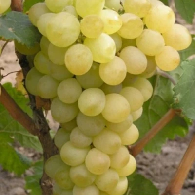 Виноград АВГУСТИН в Симферополе