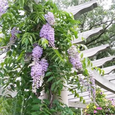 Глициния макростахия БЛЮ МУН в Симферополе