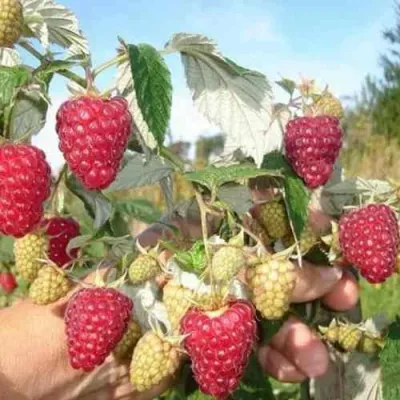 Малина ЖАР-ПТИЦА в Симферополе