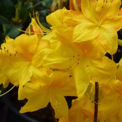 Азалия ЛИМЕТТА листопадная  в Симферополе