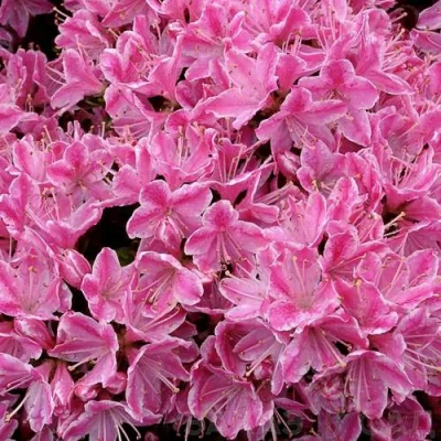 Азалия КЕРМЕСИНА РОУЗ японская в Симферополе