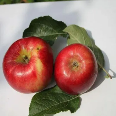 Яблоня РЕДФРИ в Симферополе