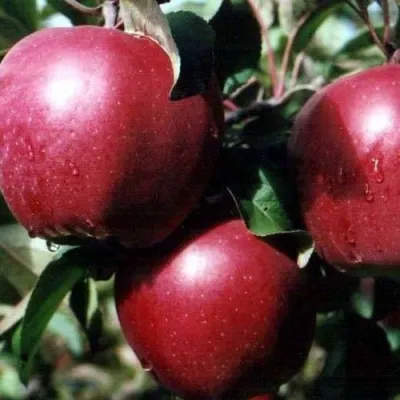Яблоня РЕД ПРИНЦ в Симферополе