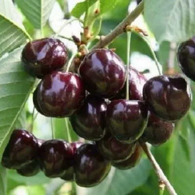 Черешня ЛЕНИНГРАДСКАЯ ЧЁРНАЯ в Симферополе