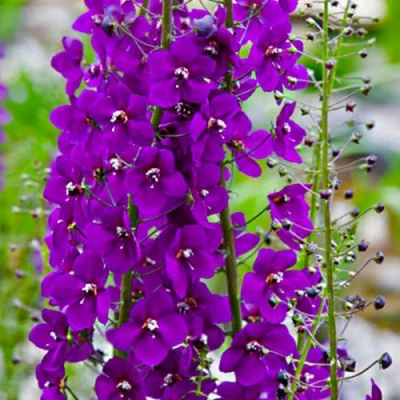 Коровяк ВИОЛЕТТА (вербаскум) в Симферополе