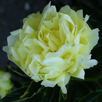 Пион ЗОЛОТАЯ КОЛЕСНИЦА травянистый в Симферополе