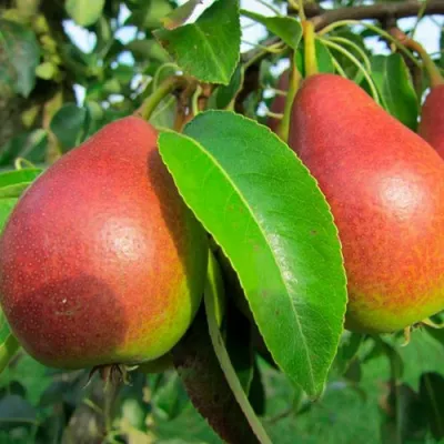 Груша ГЕРА в Симферополе