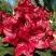 Рододендрон МАТАДОР в Симферополе