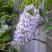 Глициния макростахия БЛЮ МУН в Симферополе