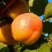 Абрикос СПАДЧЫНА в Симферополе
