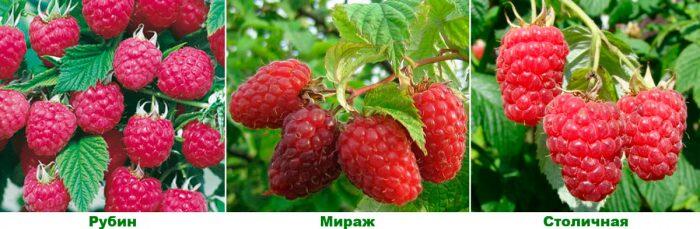 Малина