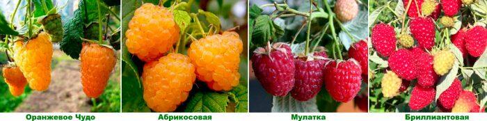 Малина