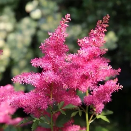 Астильба САННИ ДЕЙ гибридная  Астильба САННИ ДЕЙ гибридная в Симферополе