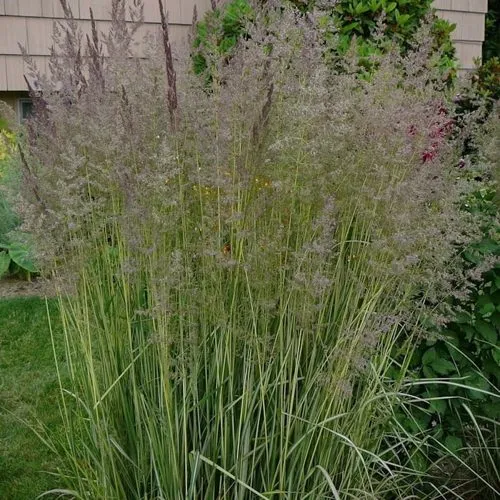 Вейник АВАЛАНШ остроцветковый  Вейник АВАЛАНШ остроцветковый в Симферополе