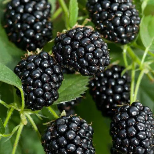 Ежевика АГАВАМ  Ежевика АГАВАМ в Симферополе