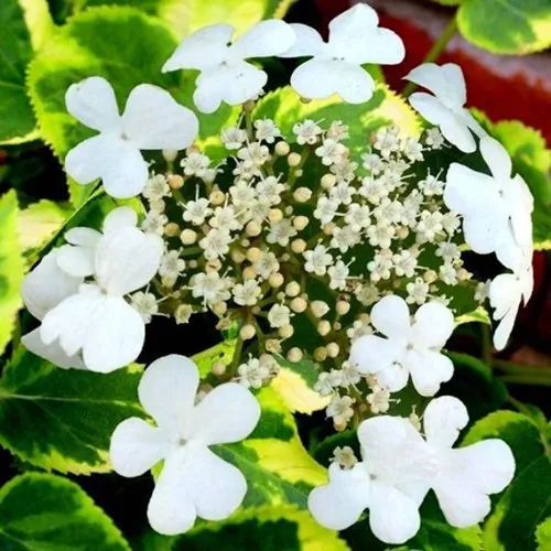 Гортензия МИРАНДА черешковая  Гортензия МИРАНДА черешковая в Симферополе