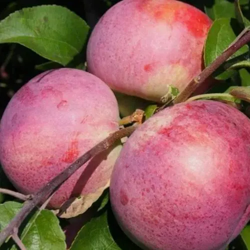 Яблоня БЕЛОРУССКОЕ МАЛИНОВОЕ  Яблоня БЕЛОРУССКОЕ МАЛИНОВОЕ в Симферополе