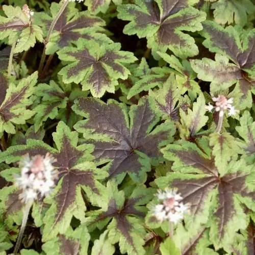 Гейхера ШУГА ЭНД СПАЙС  Гейхера ШУГА ЭНД СПАЙС в Симферополе