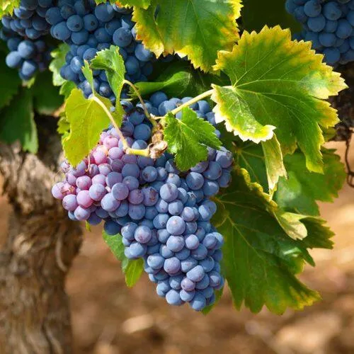 Виноград ЗИЛГА  Виноград ЗИЛГА в Симферополе