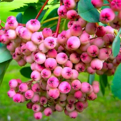 Рябина ПИНК сладкоплодная  Рябина ПИНК сладкоплодная в Симферополе