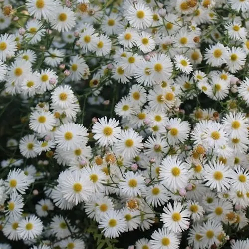 Болтония СНОУБЭНК  Болтония СНОУБЭНК в Симферополе